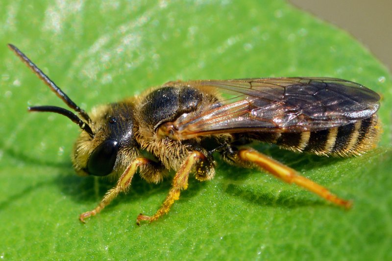 Interesting Facts About The Sweat Bee