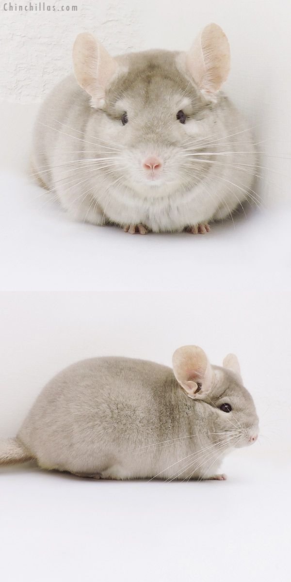 Is A Beige Chinchilla Right For You? Pros And Cons