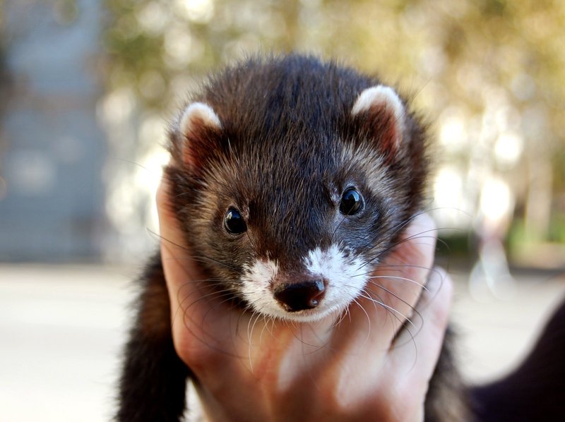 Is A Black Sable Ferret Right For You? Pros And Cons