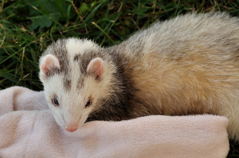 Is A Blaze Ferret Right For You? Pros And Cons