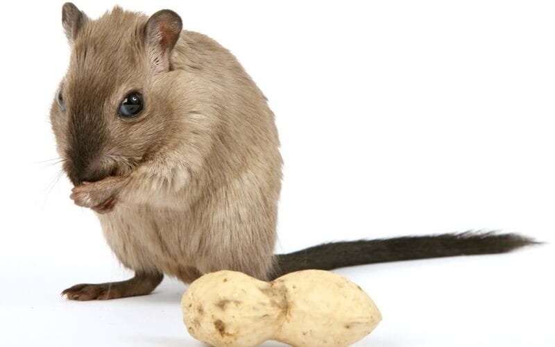 Is A Burmese Gerbil Right For You? Pros And Cons