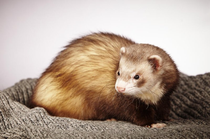 Is A Chocolate Ferret Right For You? Pros And Cons