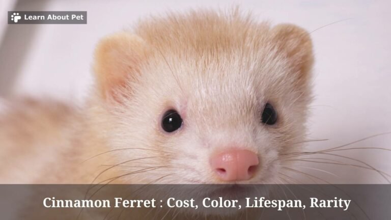 Is A Cinnamon Ferret Right For You? Pros And Cons