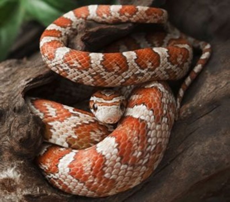Is A Corn Snake A Good Pet For Kids?