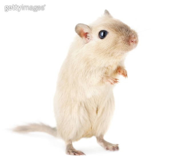 Is A Cream Gerbil Right For You? Pros And Cons