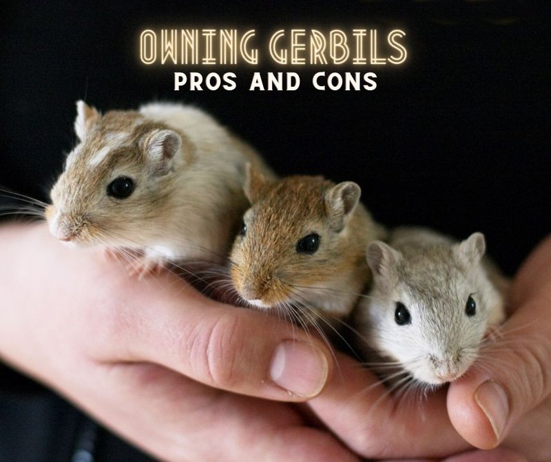 Is A Dove Gerbil Right For You? Pros And Cons