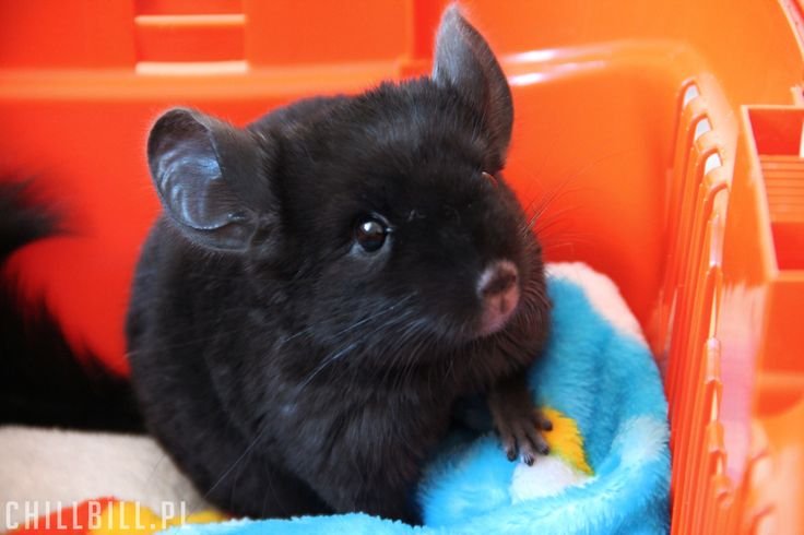 Is A Ebony Chinchilla Right For You? Pros And Cons