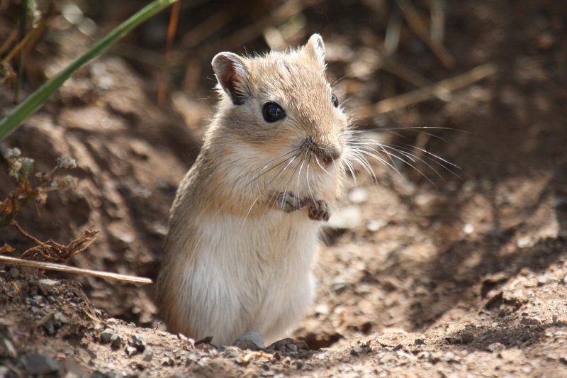 Is A Mongolian Gerbil Right For You? Pros And Cons