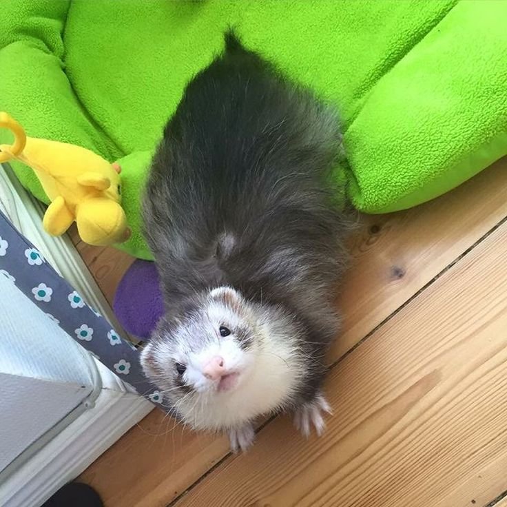 Is A Panda Ferret Right For You? Pros And Cons