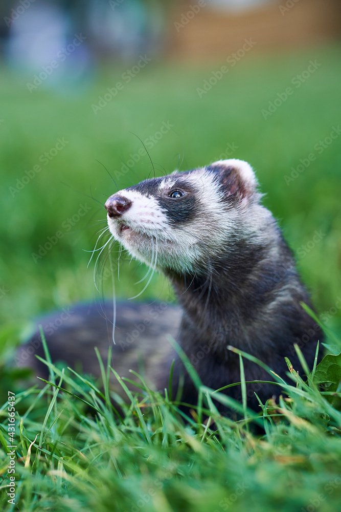 Is A Sable Ferret Right For You? Pros And Cons