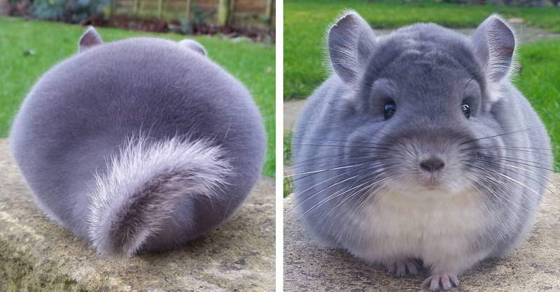 Is A Sapphire Chinchilla Right For You? Pros And Cons