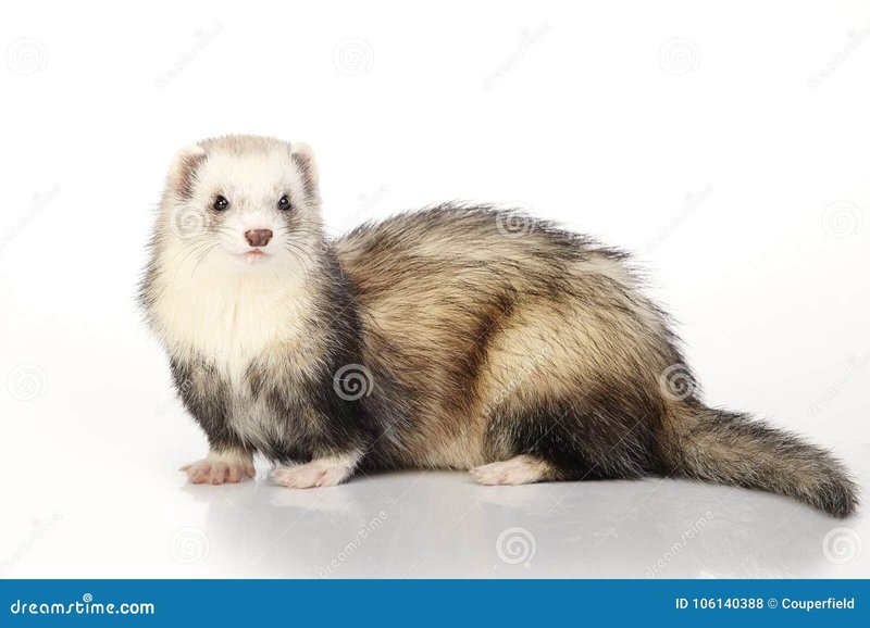 Is A Silver Ferret Right For You? Pros And Cons