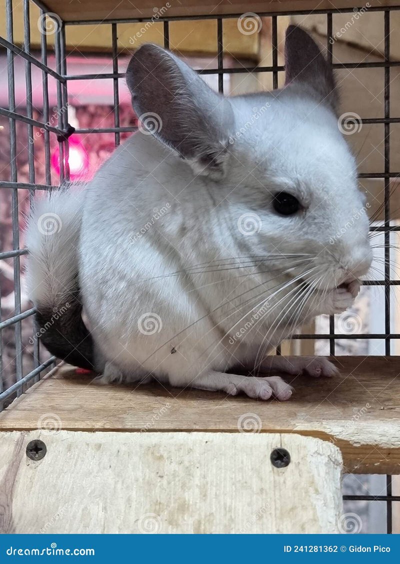 Is A Standard Grey Chinchilla Right For You? Pros And Cons