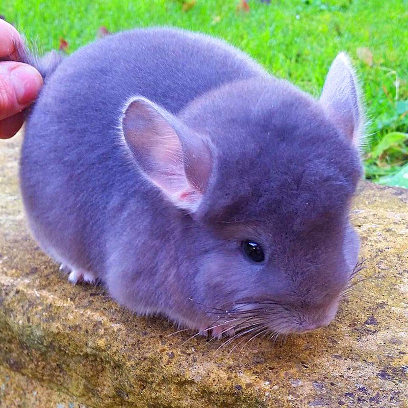 Is A Violet Chinchilla Right For You? Pros And Cons