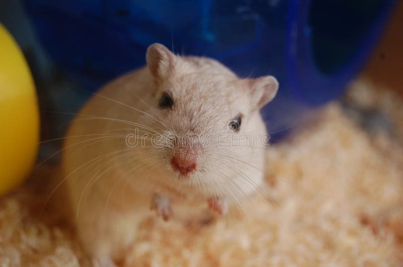 Is A White Gerbil Right For You? Pros And Cons