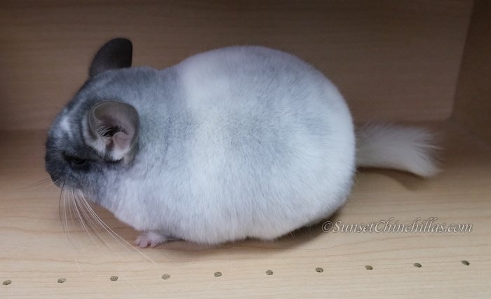 Is A White Mosaic Chinchilla Right For You? Pros And Cons
