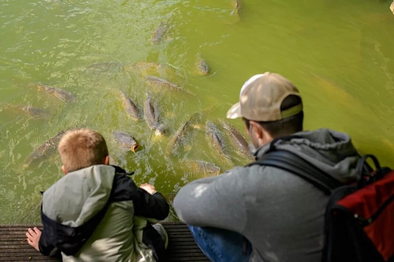 Is Carp Farming Profitable? Cost And Roi Breakdown