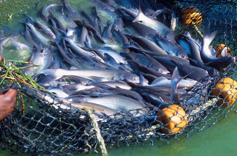 Is Catfish Farming Profitable? Cost And Roi Breakdown