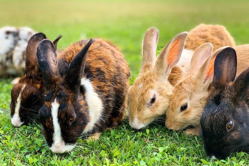 Is It Legal To Own A Pet Rabbit In Every State Or Country?