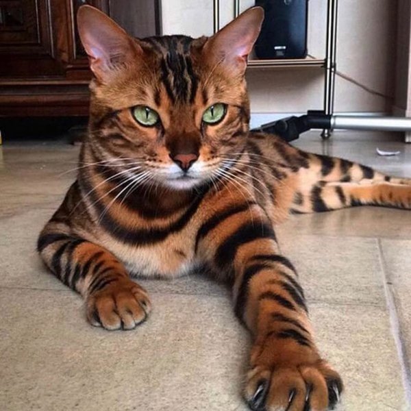 Is It Legal To Own Exotic Or Hybrid Cat Breeds?