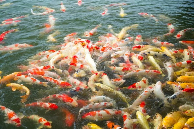 Is Koi Farming Profitable? Cost And Roi Breakdown