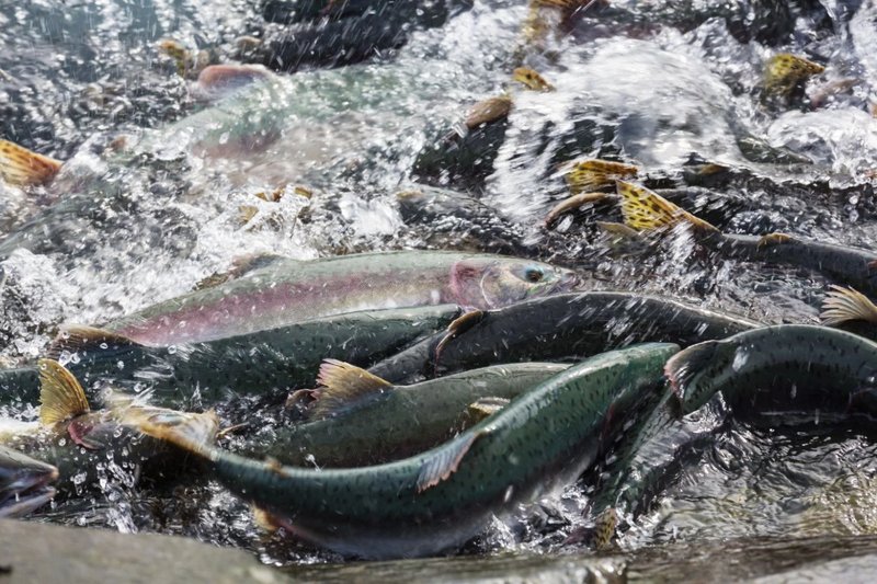 Is Salmon Farming Profitable? Cost And Roi Breakdown
