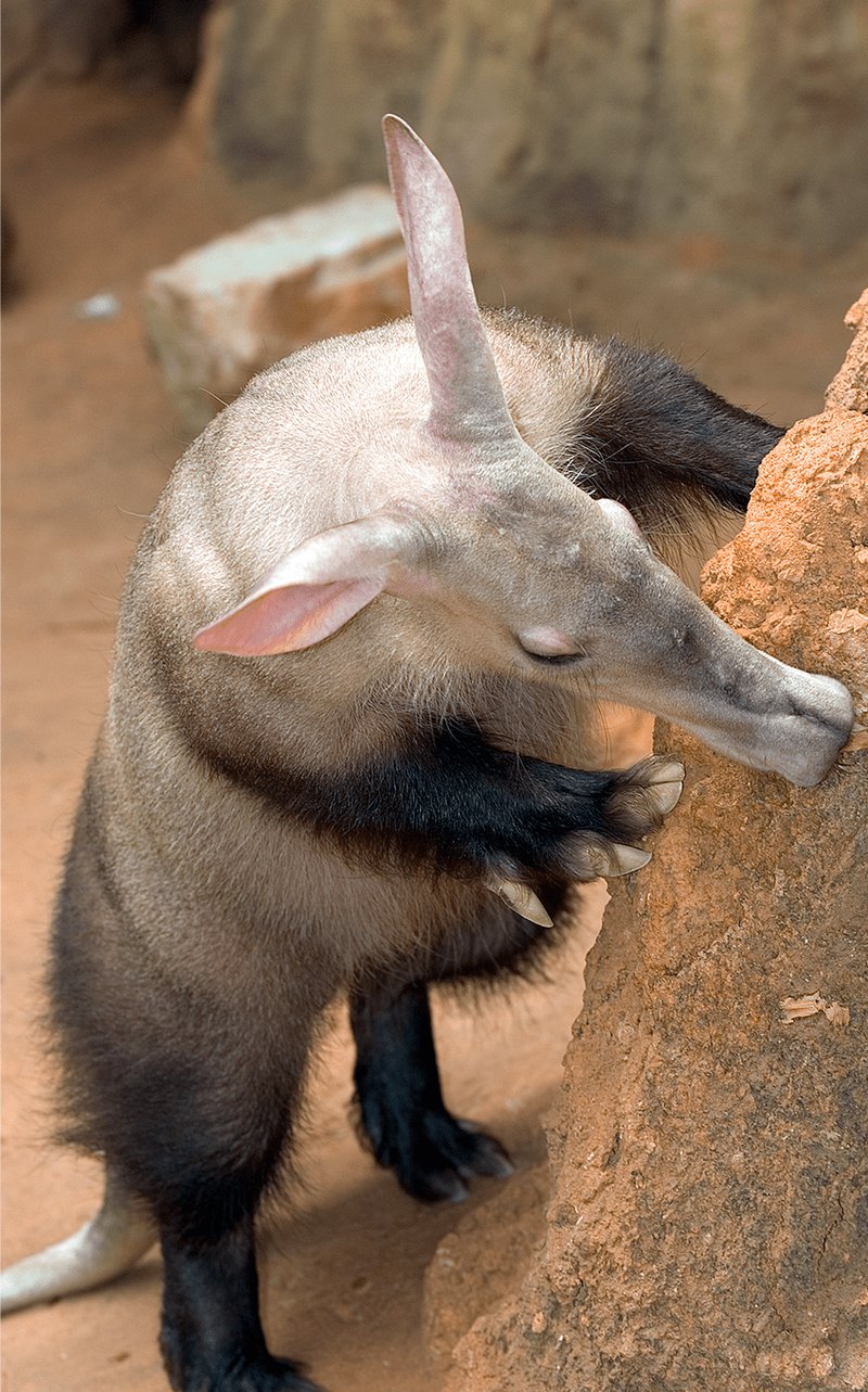 Is The Aardvark Endangered? Global Conservation Insights