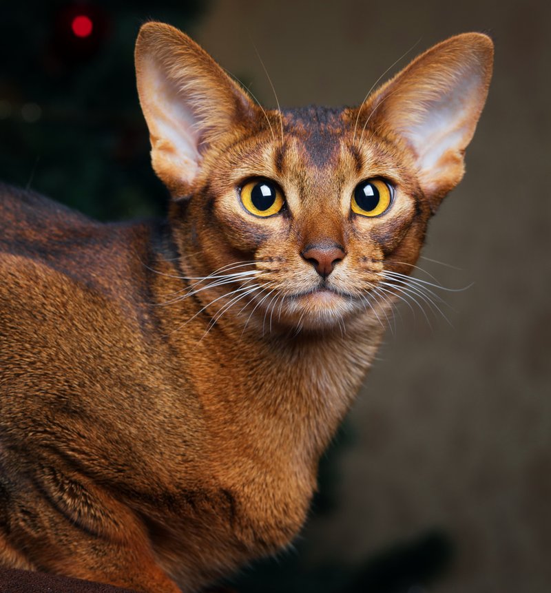 Is The Abyssinian Cat Right For You? Pros And Cons