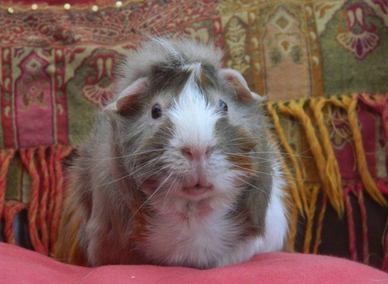 Is The Abyssinian Guinea Pig Right For You? Pros And Cons