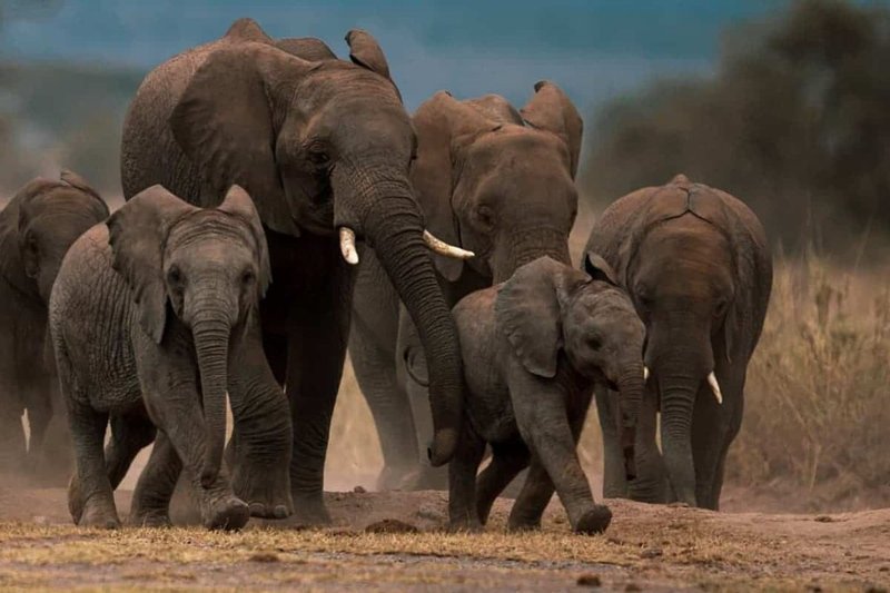 Is The African Bush Elephant Endangered? Global Conservation Insights