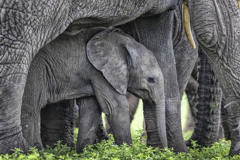 Is The African Elephant Endangered? Global Conservation Insights