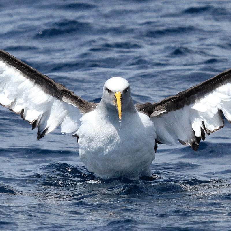 Is The Albatross Endangered? Global Conservation Insights