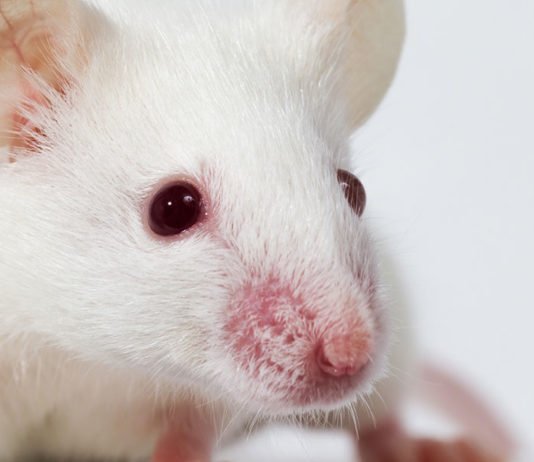 Is The Albino Mouse A Good Pet? Pros And Cons