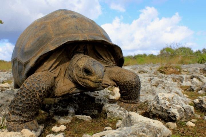 Is The Aldabra Giant Tortoise Endangered? Global Conservation Insights