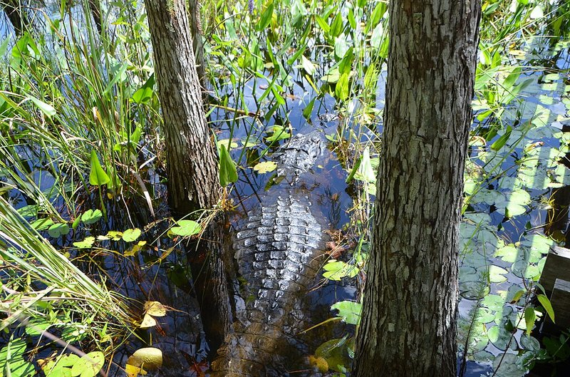 Is The Alligator Endangered? Conservation Efforts Explained
