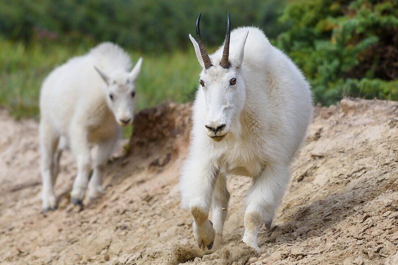 Is The Alpine Goat Right For Your Farm Or As A Pet?