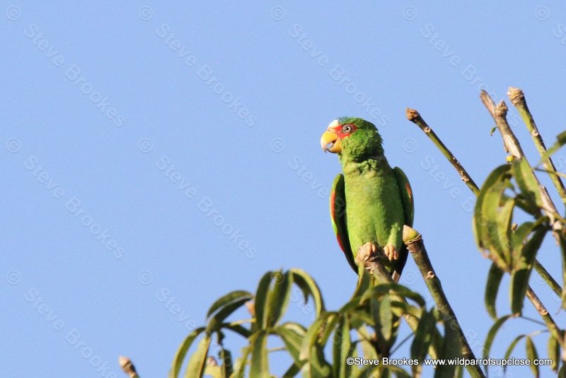Is The Amazon Parrot Threatened Or Endangered?