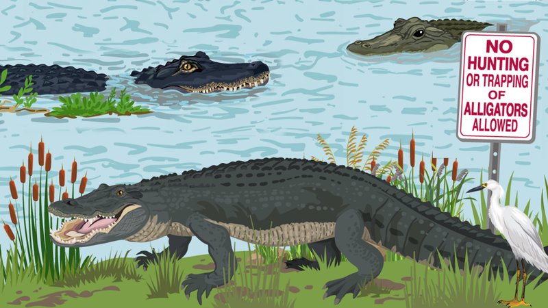 Is The American Alligator Endangered? Conservation Efforts Explained