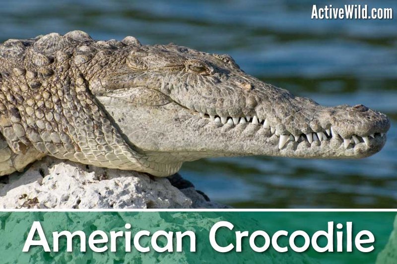 Is The American Crocodile Endangered? Conservation Efforts Explained