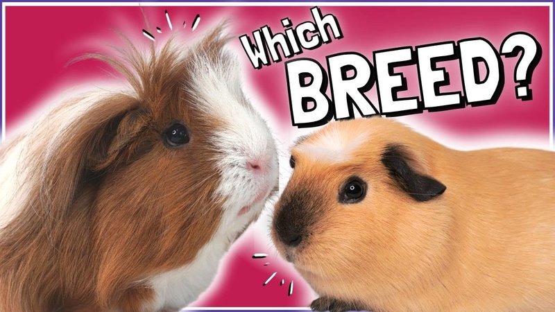 Is The American Guinea Pig Right For You? Pros And Cons