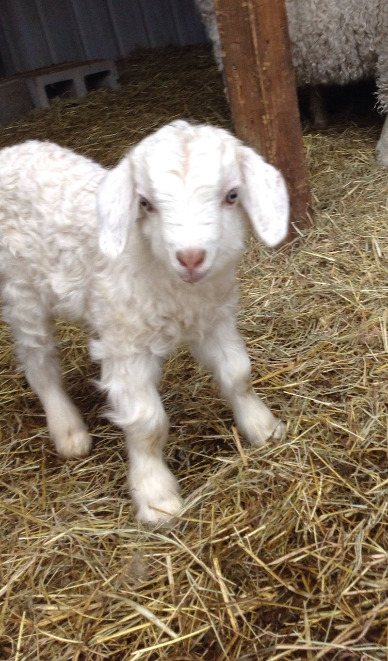 Is The Angora Goat Right For Your Farm Or As A Pet?