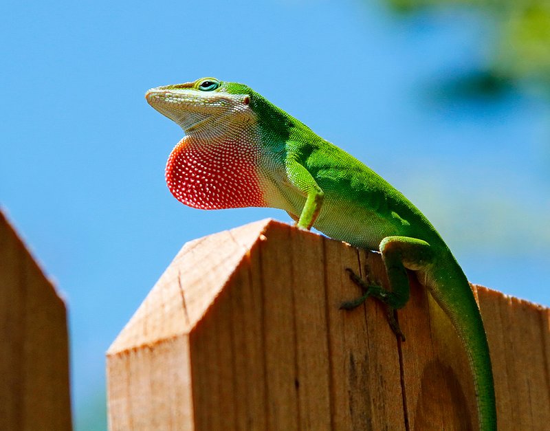 Is The Anole Lizard Endangered? Conservation Efforts Explained