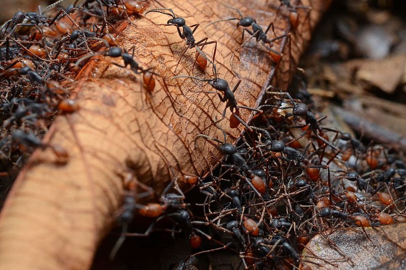 Is The Ant Dangerous To Humans?