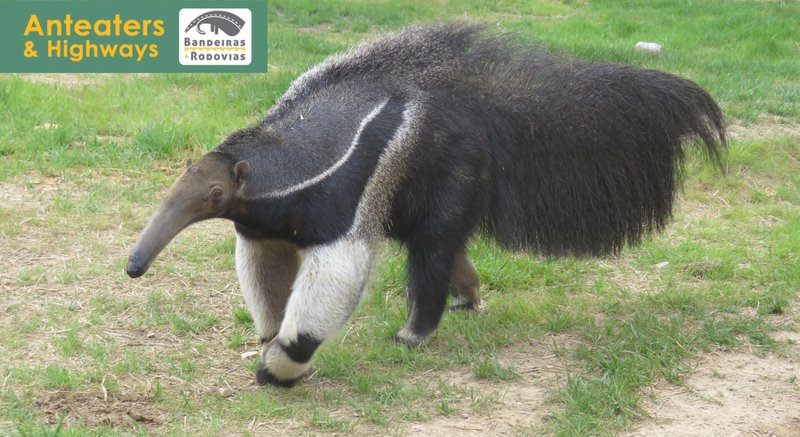 Is The Anteater Endangered? Global Conservation Insights