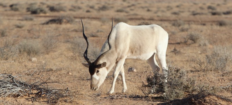 Is The Antelope Endangered? Global Conservation Insights