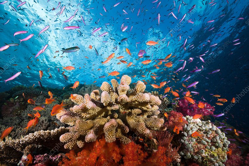 Is The Anthias Reef Safe? Compatibility With Coral