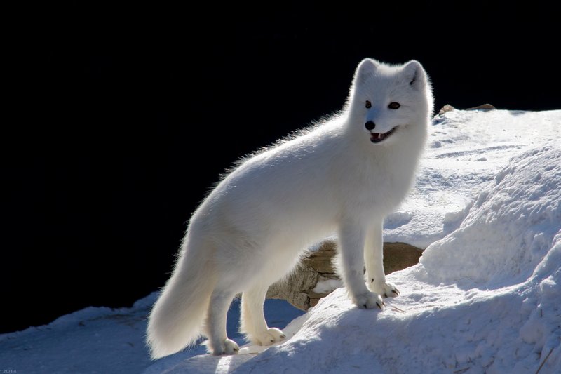 Is The Arctic Fox Endangered? Global Conservation Insights