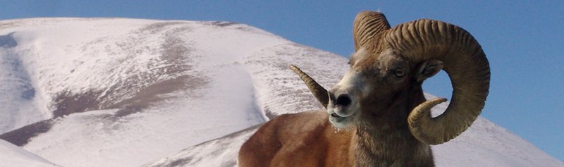 Is The Argali Endangered? Global Conservation Insights
