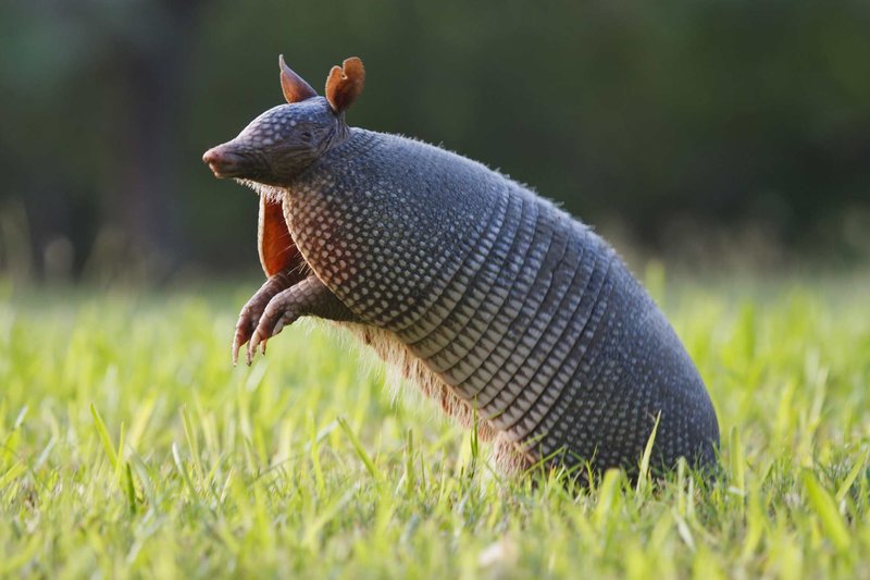 Is The Armadillo Endangered? Global Conservation Insights