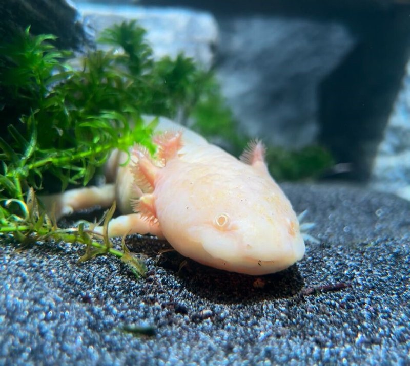Is The Axolotl Endangered? Conservation Efforts Explained